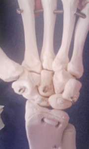 手根の骨格