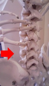 腰と骨盤の交点付近＠模型