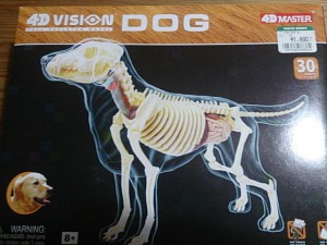 名古屋東急ハンズで買った犬の骨格模型