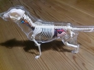 名古屋東急ハンズで買った犬の骨格模型　全体