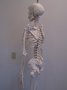 3B　人体骨格模型A15　フィル