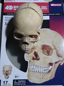 頭蓋骨模型組み立て後