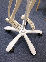 ドイツ3B社　人体骨格模型　新しい吊下げ台