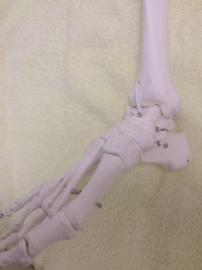 足関節模型(1)